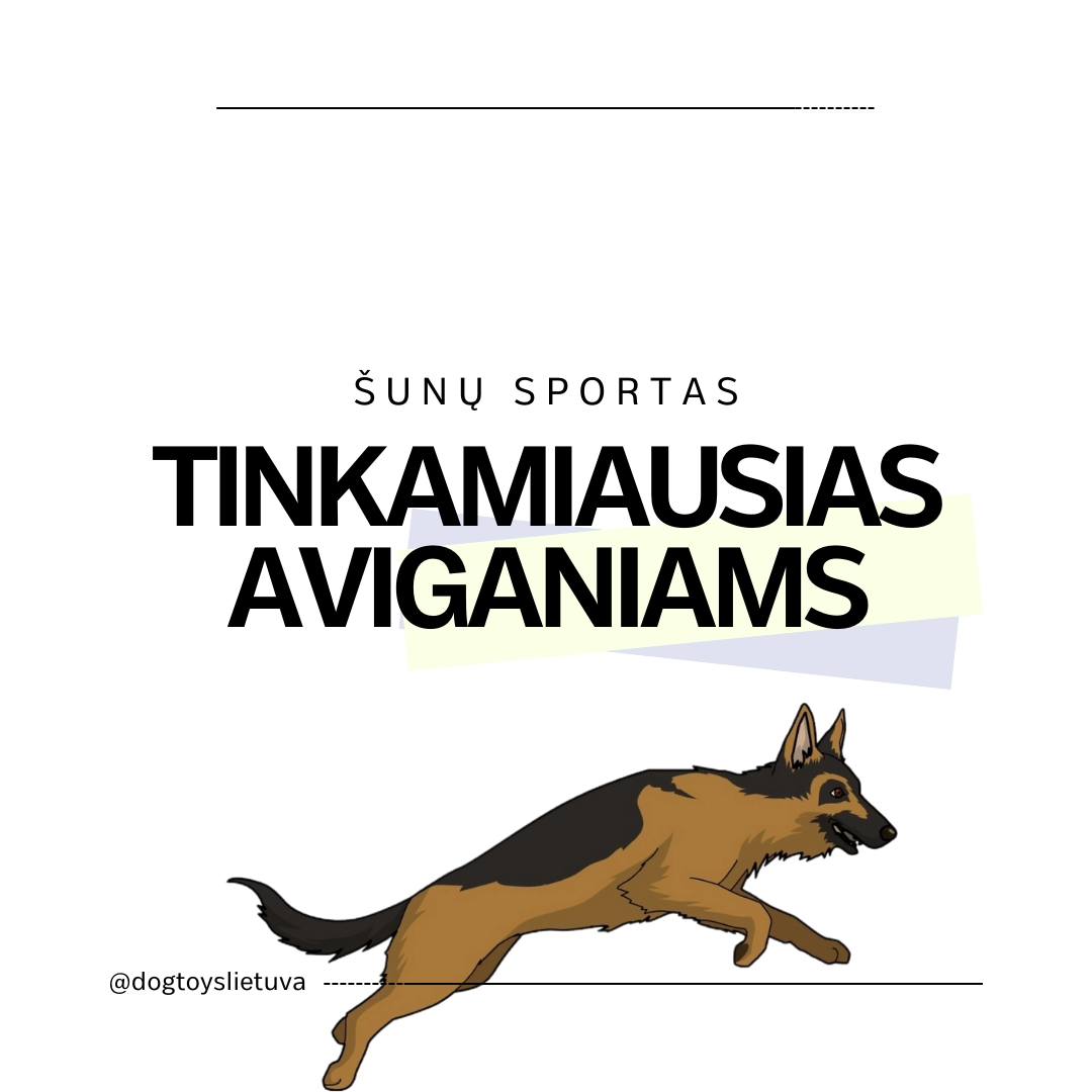 Šunų sportas tinkamiausias aviganiams