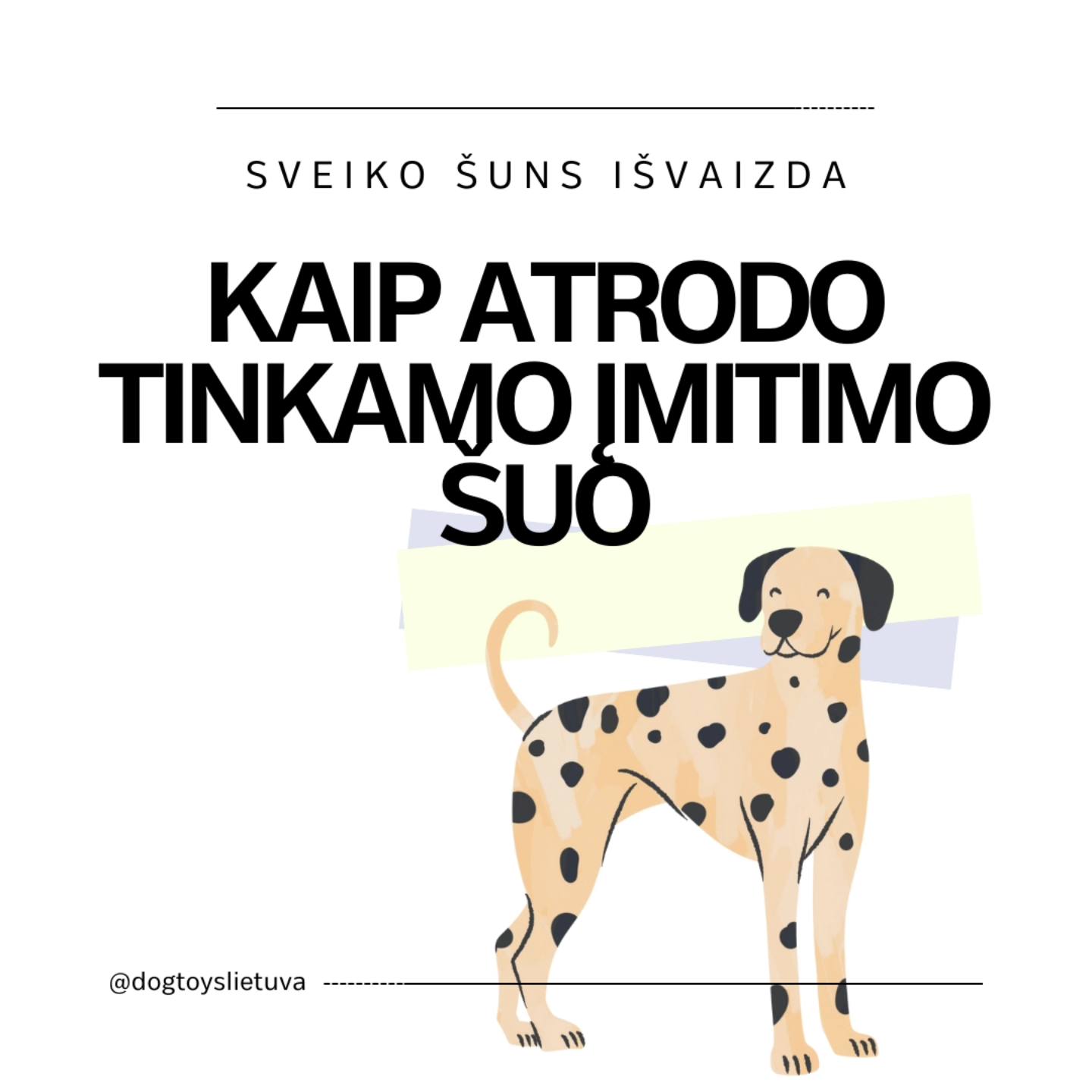 Kaip atrodo tinkamo įmitimo šuo?