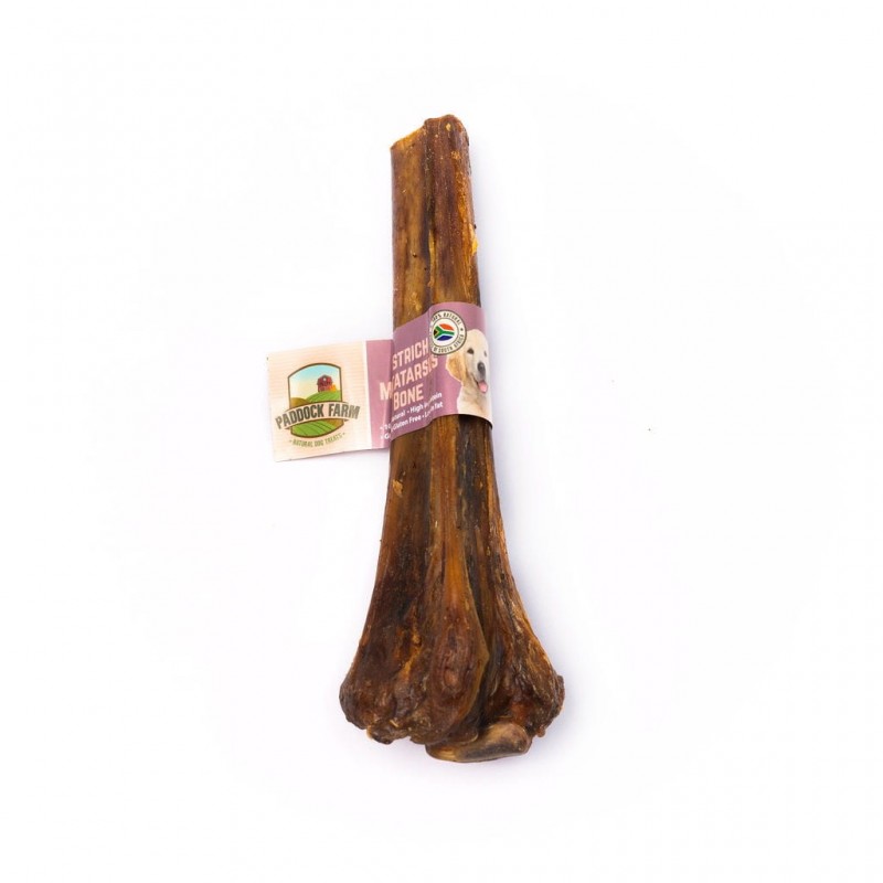 Stručio blauzdos kaulas „Ostrich Metatarsus Bone“